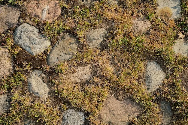 苔とセダムが石のあいだを埋める地表