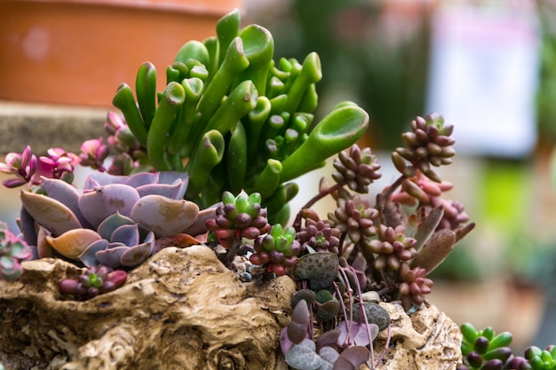 石組みの間に植えられたセダムと多肉植物のロックガーデン