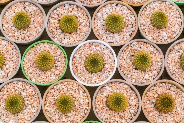 砂利を敷いた鉢に並ぶ多肉植物の苗